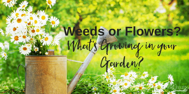 Weeds or Flowers  1