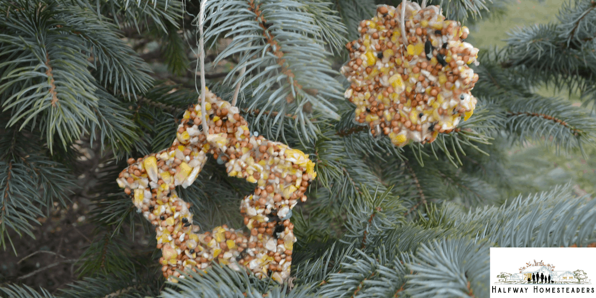 DIY Bird Feeders 11