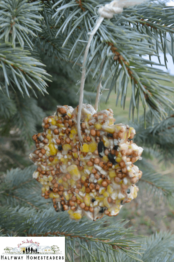 DIY Bird Feeders 8