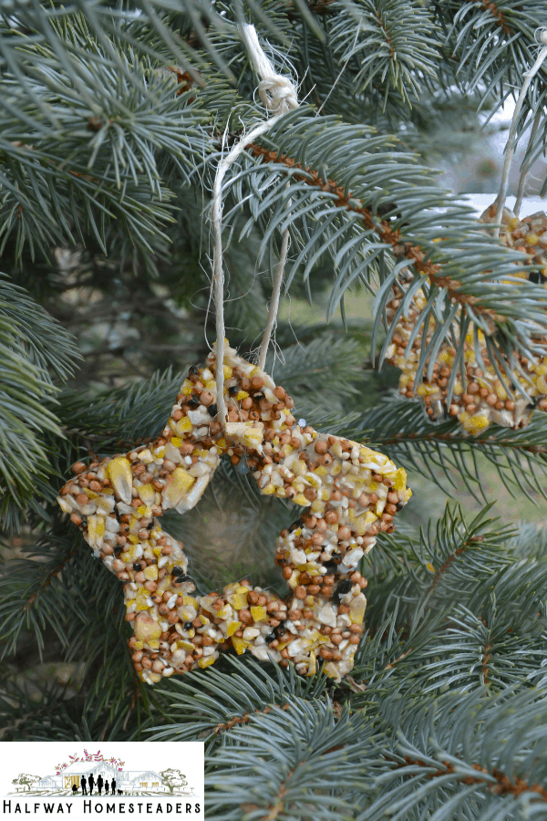 DIY Bird Feeders 9