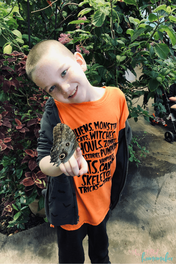 Three Cool Ways To Teach Kids About Butterflies