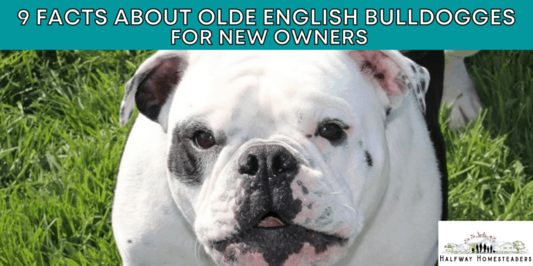 9 Facts About Olde English Bulldogges for New Owners 4