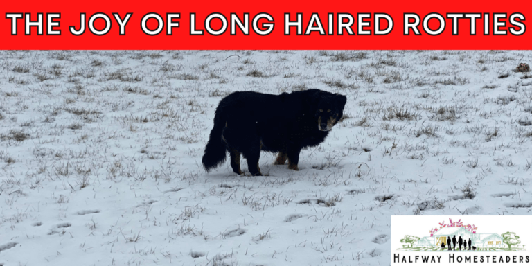 THE JOY OF LONG HAIRED ROTTIES 11