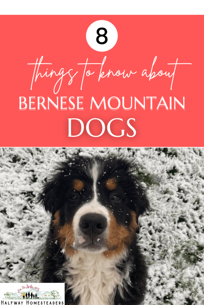 8 Things to Know About Bernese Mountain Dogs 2