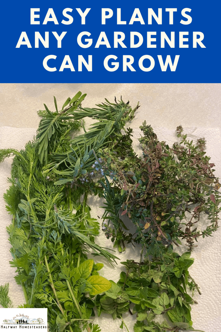 Easy Plants Any Gardener Can Grow 7