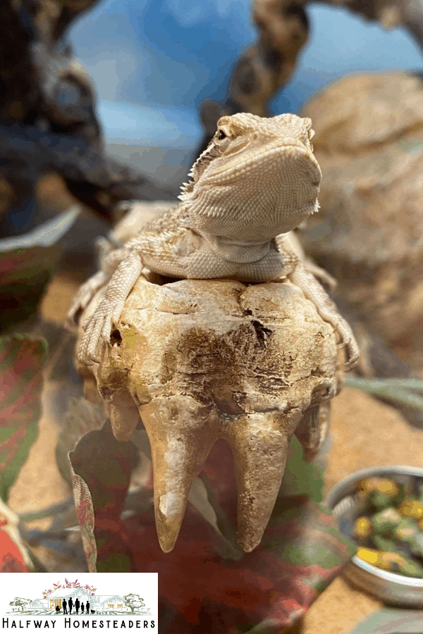 What Items Do You Need For Your Bearded Dragon 12
