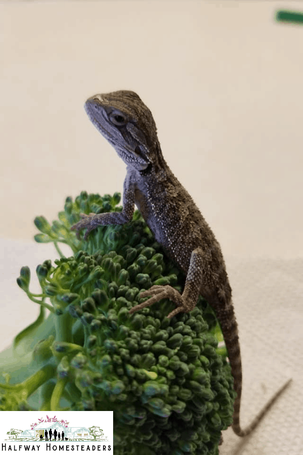 What Items Do You Need For Your Bearded Dragon