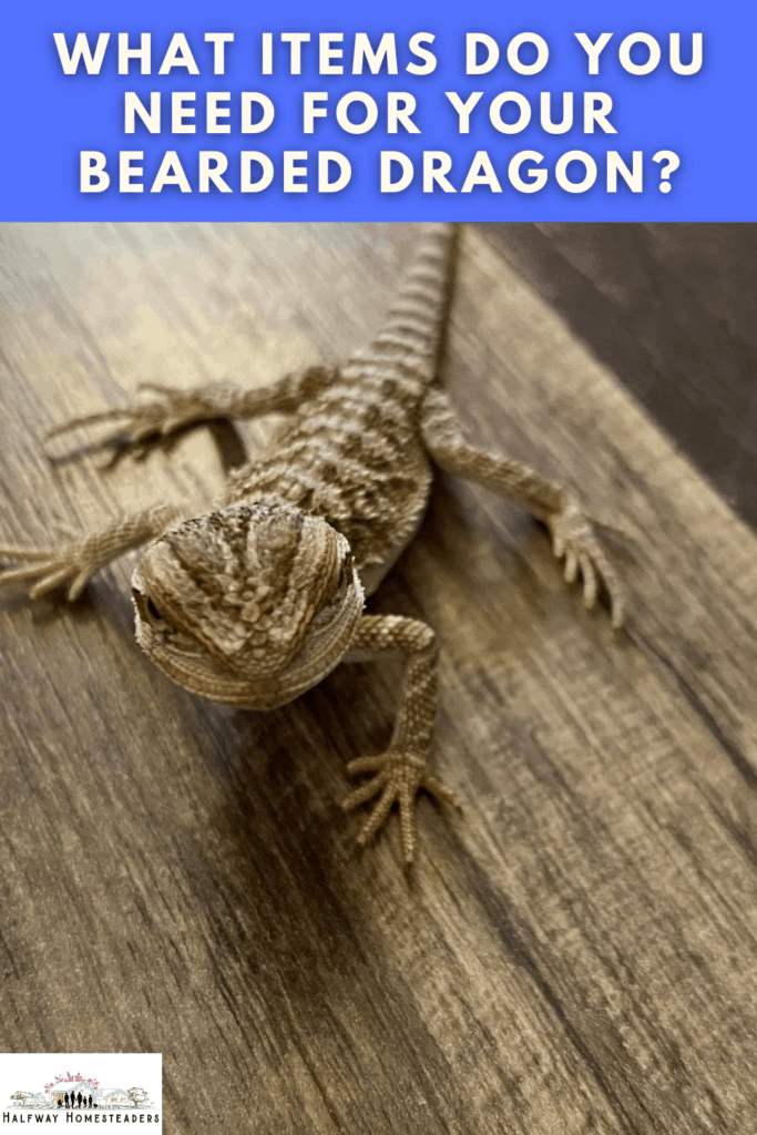 bearded dragon items